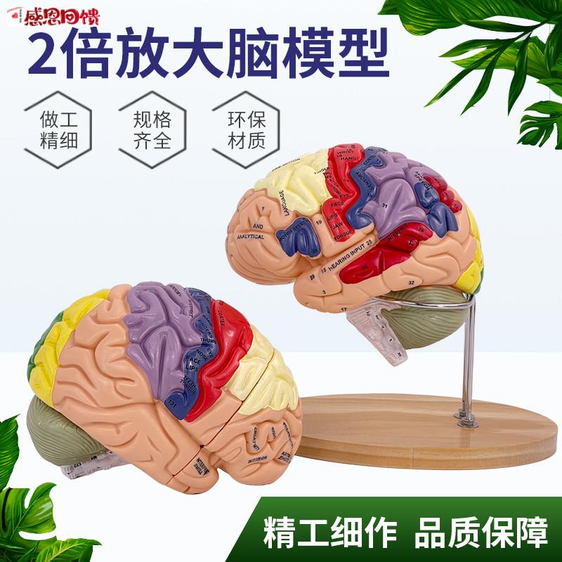 2倍大脑功能分区模型色彩区.分脑放大脑干模型可拆卸4部件教学医