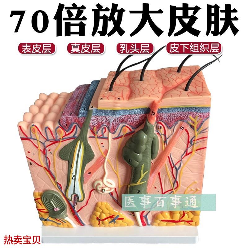 皮肤模型 7f0倍皮肤放大解剖模型 皮肤层次 模型人体模型整形美容
