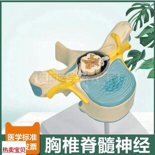 胸椎解剖模型硬脊l膜蛛网膜软脊膜麻醉教学脊髓结构神经根交感中