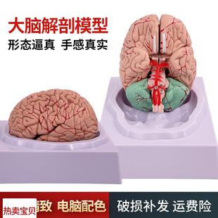 人体脑构造解剖模型 脑模型 脑功能分区域D 大脑神经结构解剖模型