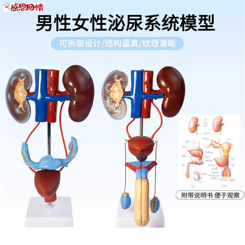 可拆装男女性泌尿生殖系统结构解剖模型人体器a官构造医院学校教