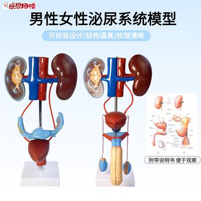 可拆装男女性泌尿生殖系统结构解剖模型人体器a官构造医院学校教