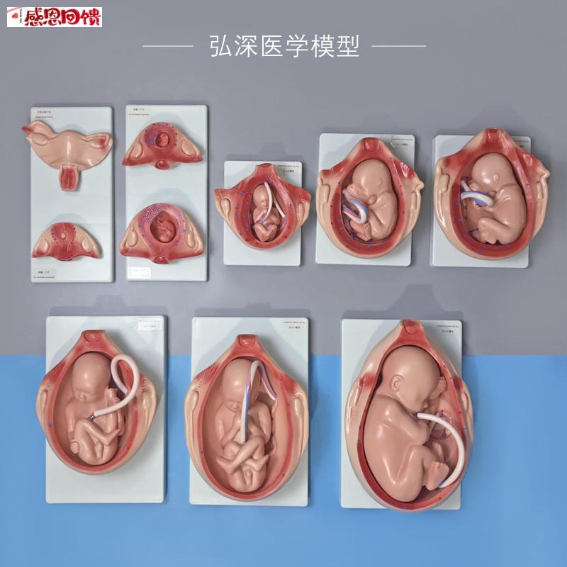 1比1胎儿生长发育过程模型女性y分娩妊娠十月妇幼保健妇产科学模