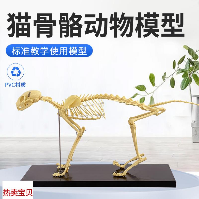 猫骨骼标本模型  教学骨架骨头 骨C骼模型 骨科器械  宠物动物 猫
