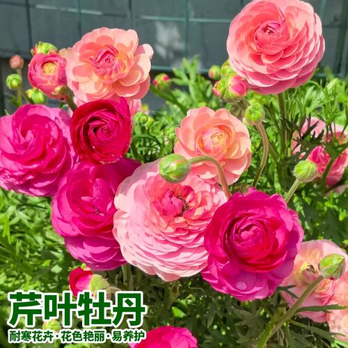 洋牡丹盆栽带苞易养四季开花