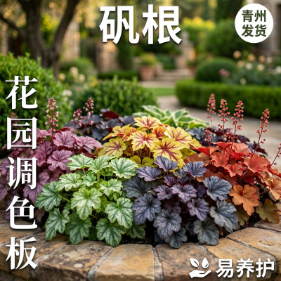 矾根花苗盆栽耐寒好养彩叶地被