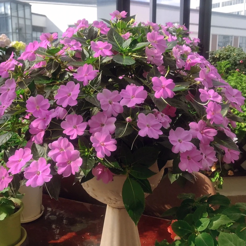 凤仙花盆栽带花苞四季开花植物
