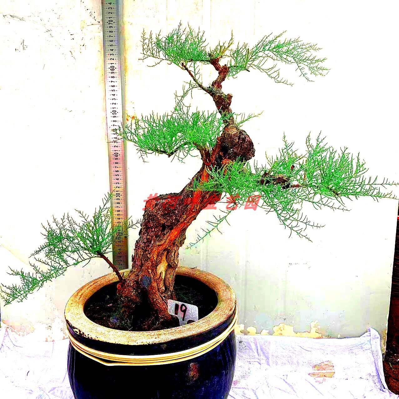 促销绿植怪柳盆景观音柳三春柳柽柳西湖柳红柳树桩室内植物庭院
