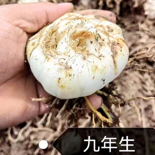 兰州七里河西果园食用新鲜甜百合九年生大头土百合真空包装四头装
