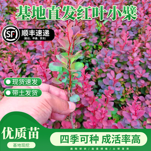 红叶小檗树苗紫叶小檗红叶小波树苗工程绿化带刺篱笆东北耐寒植物