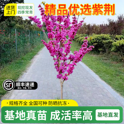 紫荆花树苗庭院种植大盆栽带花发货紫金室外绿植耐寒花卉绿化植物