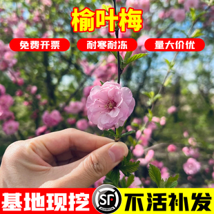 榆叶梅树苗重瓣丛生花树耐寒盆栽花卉阳台地栽庭院梅花树苗绿化苗