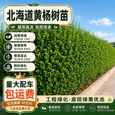 北海道黄杨树苗大叶冬青树苗