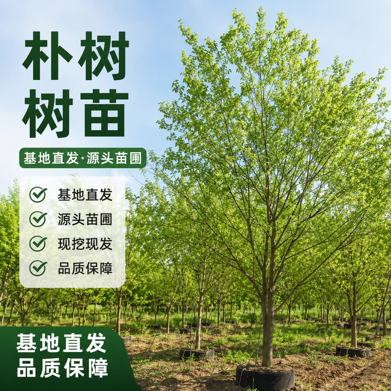 朴树树苗园林绿化工程苗道路行道树庭院景观乔木基地直发规格齐全