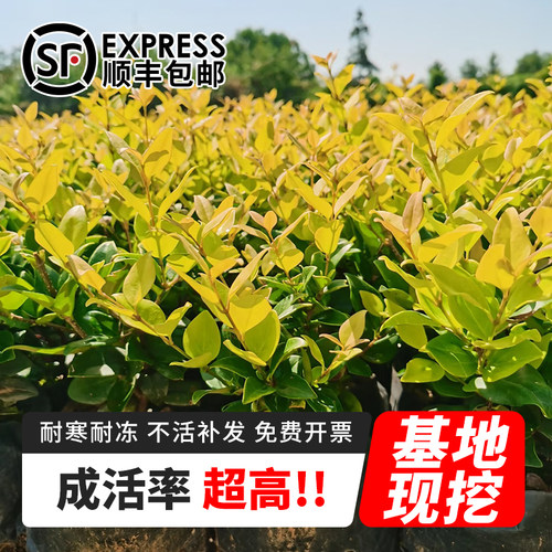 绿化苗木四季常青金森女贞