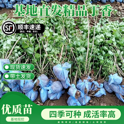 紫丁香花树苗阳台盆栽庭院地栽