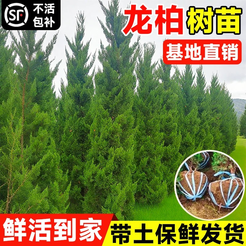 龙柏树苗基地直销常绿乔木四季常青不落叶带土球鲜活到家绿化苗木