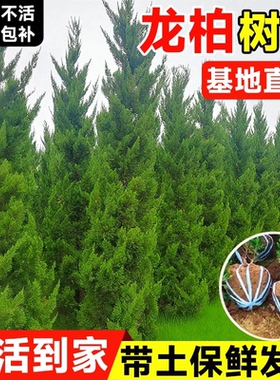 龙柏树苗基地直销常绿乔木四季常青不落叶带土球鲜活到家绿化苗木