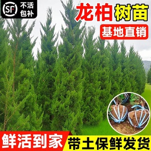 龙柏树苗基地直销常绿乔木四季常青不落叶带土球鲜活到家绿化苗木
