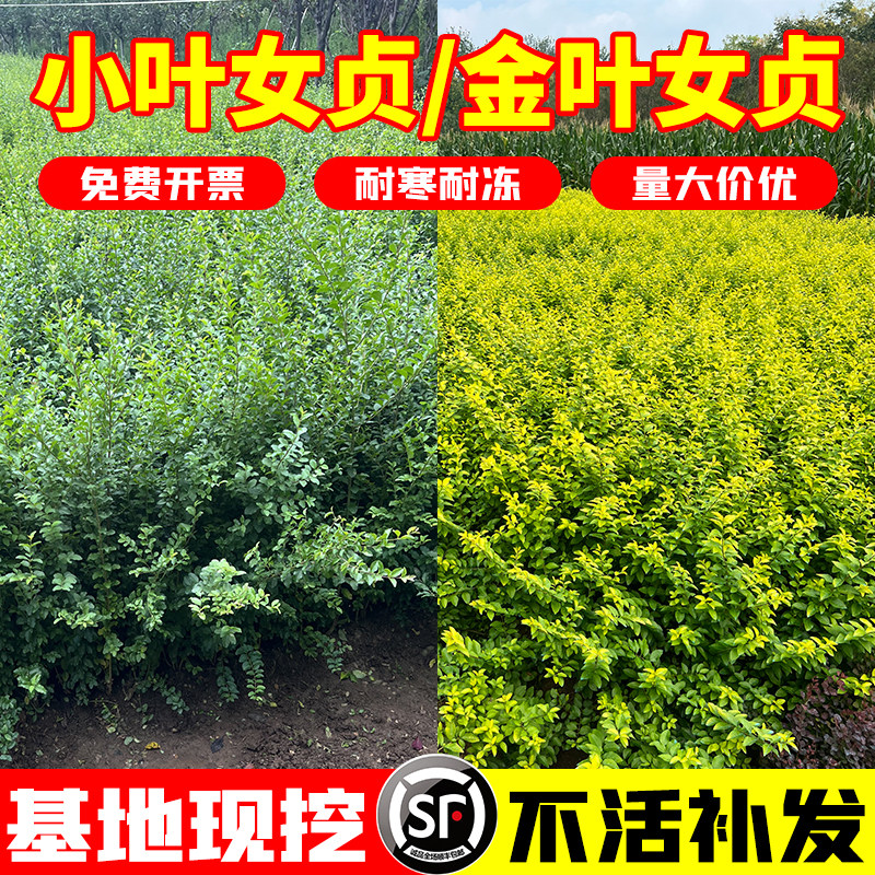 小叶女贞金叶女贞四季常青不落叶