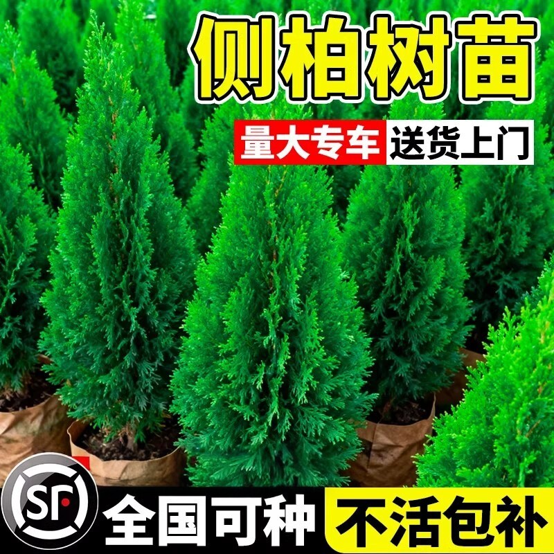 侧柏树苗乔木四季常青庭院道路园林绿化风景苗木耐寒易活全国可种