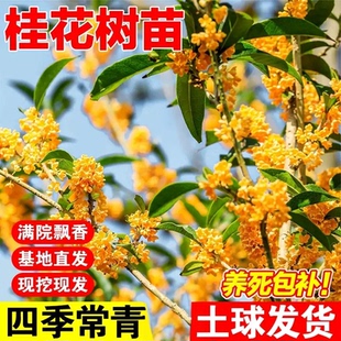 桂花树苗大树老桩名贵八月桂金桂四季桂丹桂庭院盆栽浓香花卉植物