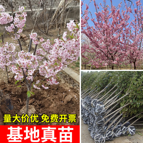 彩色庭院种植观花绿化苗木行道树
