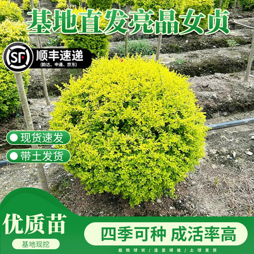 亮晶女贞棒棒糖花镜植物盆栽