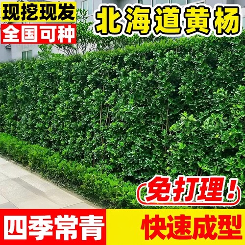 北海道黄杨苗常青耐寒绿篱绿化苗
