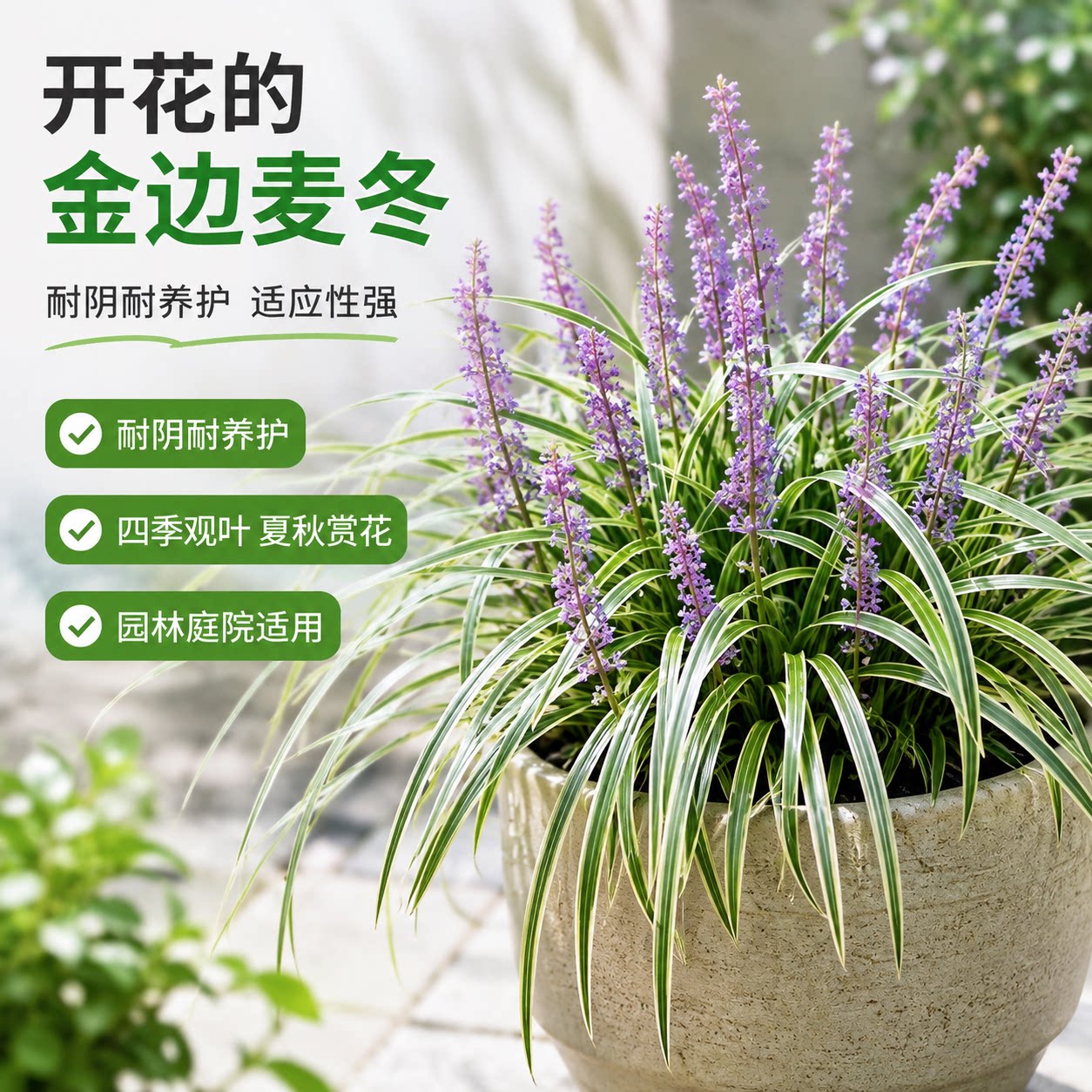 金边麦冬草苗耐阴耐寒基地直发图片