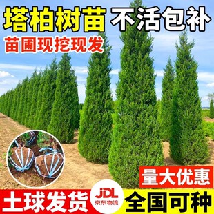 柏树树苗带土塔柏侧柏龙柏风景大树四季常青道路绿化园林工程苗木