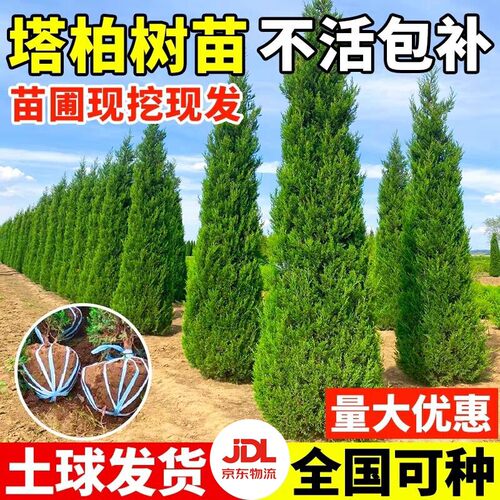 柏树树苗带土塔柏侧柏龙柏风景大树四季常青道路绿化园林工程苗木