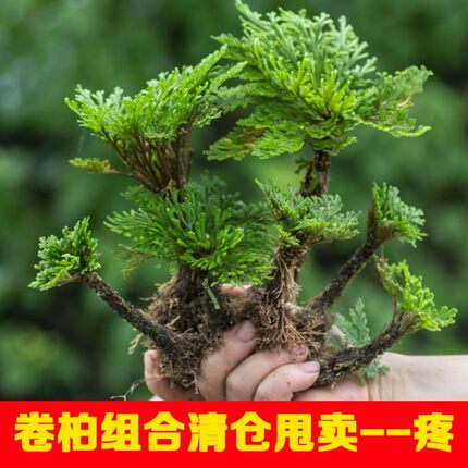 卷柏九死还魂草盆栽微景观大小叶四季常青假山绿植物菖蒲苔藓包邮