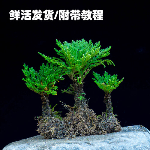 绿植九死还魂草办公室内造景植物