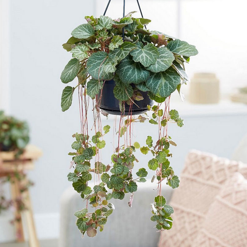 虎耳草吸水石假山植物上水石盆景喜阴盆栽植物室内四季金线吊芙蓉