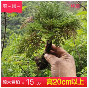 地养熟桩绿植卷柏办公室桌面微小型盆景栽九死还魂草假山植物包邮