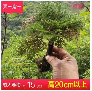 地养熟桩绿植卷柏办公室桌面微小型盆景栽九死还魂草假山植物包邮