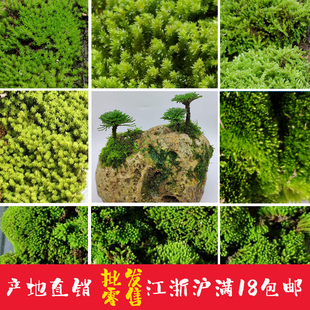 现挖野生鲜活苔藓青苔绿苔爬山藓假山造景盆栽盆面微景观植物 包邮