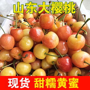 山东黄蜜大樱桃新鲜水果孕妇现摘红蜜水晶软糯香甜国产车厘子雷尼