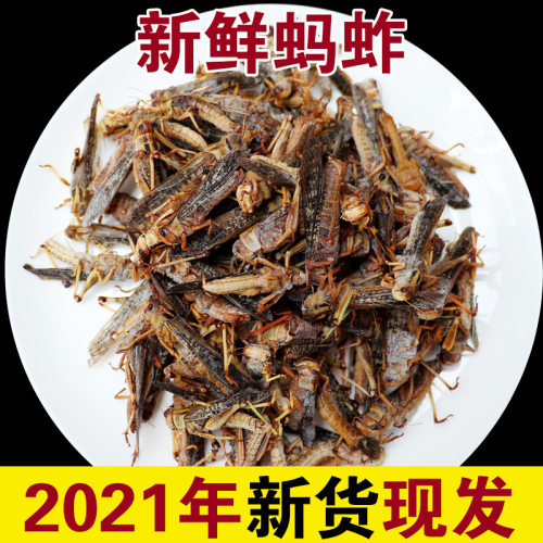 新鲜蚂蚱昆虫美食蝗虫活体冷冻公母带卵籽鸟鱼食烧烤食材2件包邮