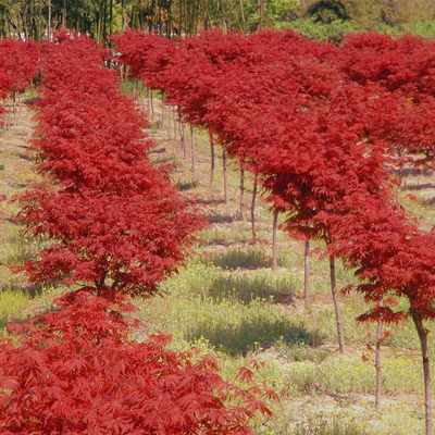 日本红枫树苗红舞姬四季种植耐寒