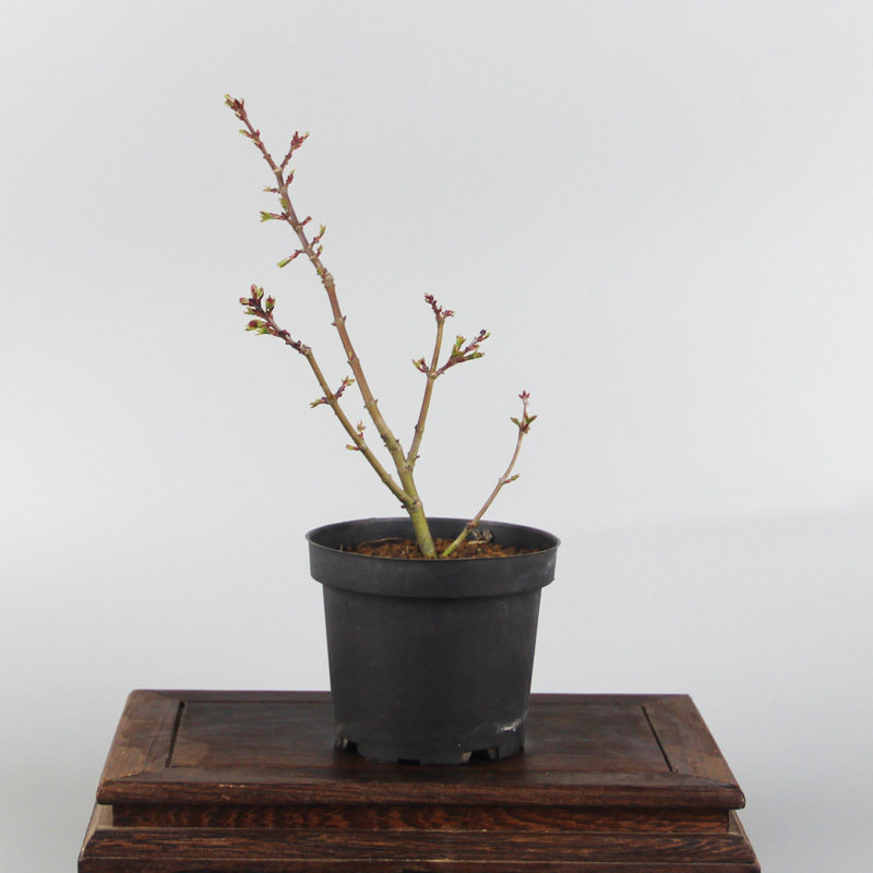 日本红枫原生狮子头枫树一物一拍一手托微型中小型盆景素材绿植