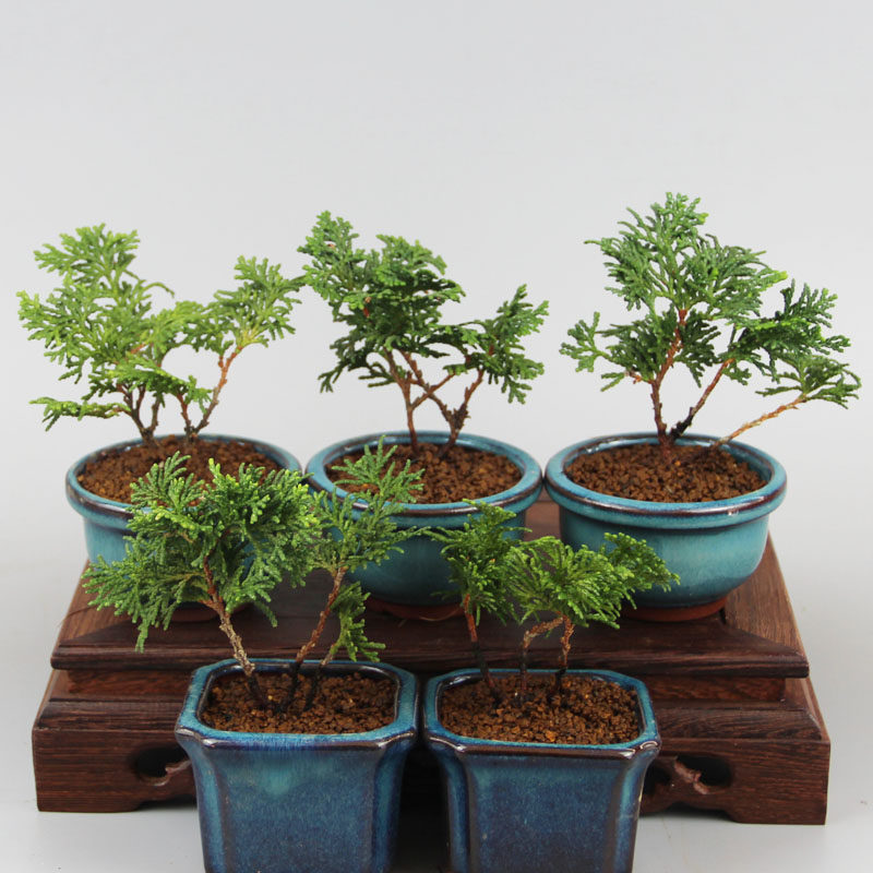 日本津山桧云片柏室内外绿植盆栽拇指盆一手托微盆景素材一物一拍