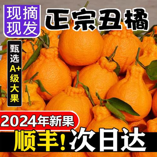 四川不知火丑橘新鲜水果10斤当季甜丑八怪柑桔子粑粑耙耙橘子整箱