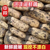 正宗洪泽湖莲藕新鲜现挖煲汤藕糯米原生态农家莲藕藕蔬菜炖汤九孔