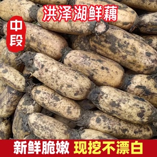 正宗洪泽湖莲藕新鲜现挖煲汤藕糯米原生态农家莲藕藕蔬菜炖汤九孔