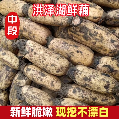 正宗洪泽湖莲藕新鲜现挖煲汤藕糯米原生态农家莲藕藕蔬菜炖汤九孔