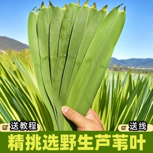 主播精选新鲜芦苇叶农家端午节现摘野生纯天然包粽子叶的大小叶