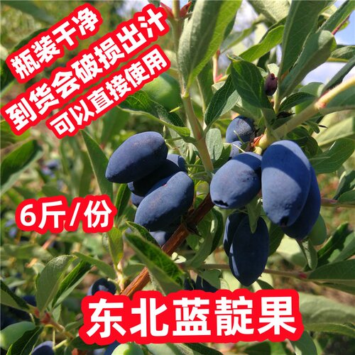 东北蓝靛果快来看看吧