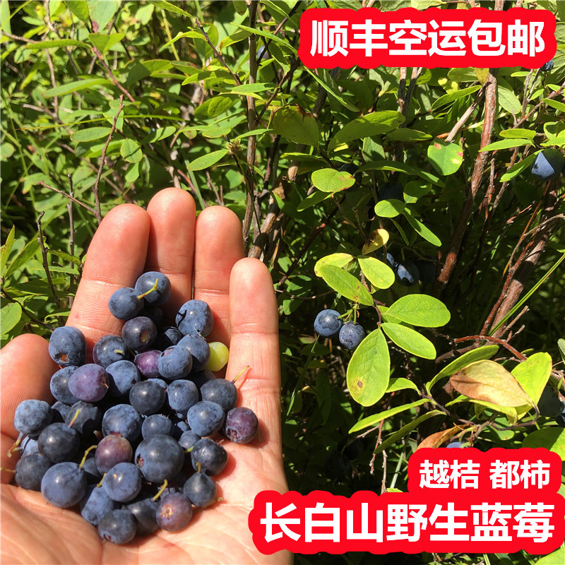 东北野生新鲜蓝莓鲜果冷冻都柿越桔2斤学生护眼水果5斤 顺丰空运